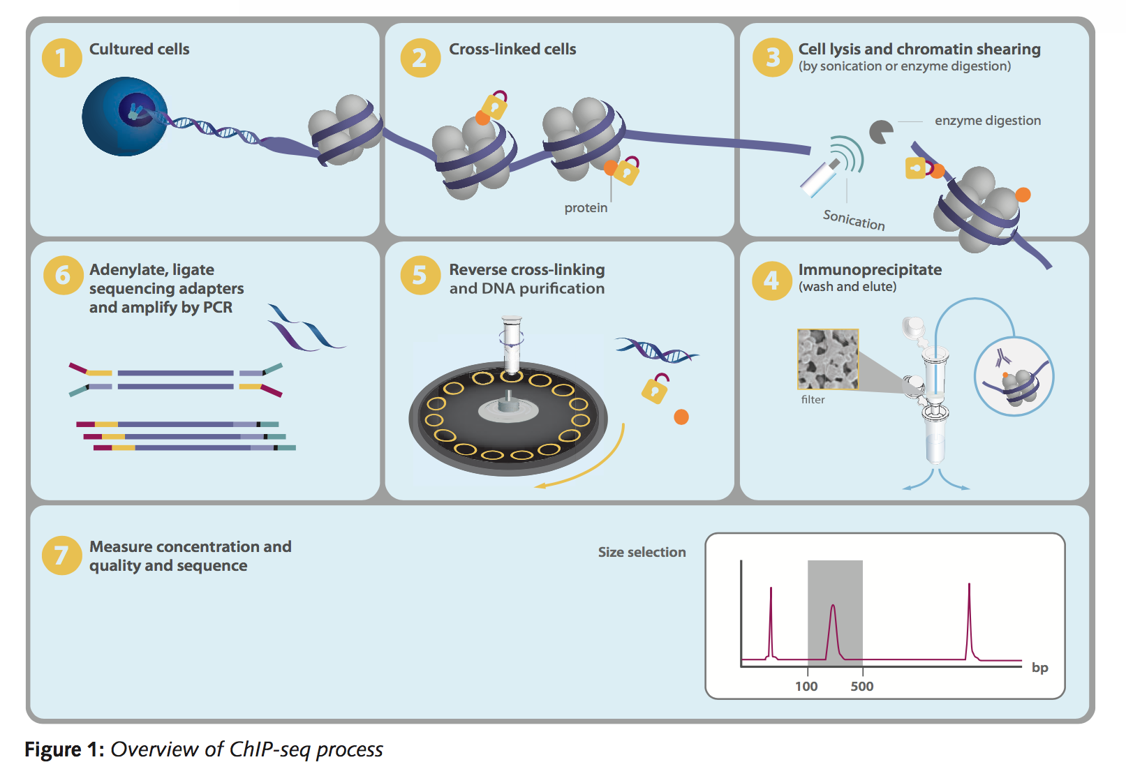 Chromatrap ChIP-Seq Workflow